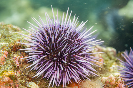 沿阿纳卡帕的紫海Urchin背景图片