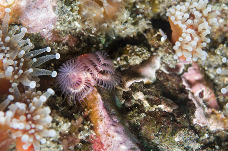 章鱼棘肌美丽的宏观高清图片