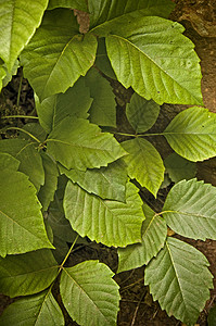 大麻二酚毒物 Ivy有毒二癸分光射线荒野绿色杂草皮疹分子植物群三叶传单植物树叶背景