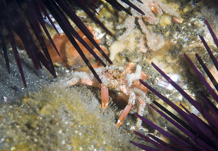 隐藏在紫海胆中的小螃蟹高清图片