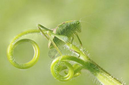 角翅目高角翼Katydid 微中子短翅曲线昆虫漏洞植物卷曲触角菱形蟋蟀腹部背景