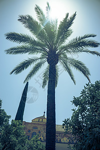 在西班牙科尔多瓦 西班牙和欧洲的棕榈树上的阳光背景图片
