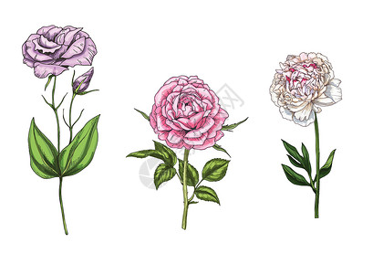 紫色洋桔梗设置与牡丹花和洋桔梗和茎隔离在白色背景 它制作图案的植物载体插画