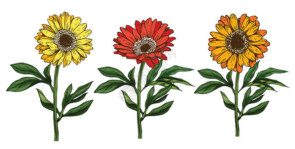 白底竹荪干三只手拔出黄花和红花 有干叶和白底的叶子 植物矢量图解插画