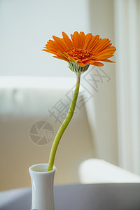 白底白色花瓶中的橙色热培拉花朵格柏植物礼物装饰植物群生长雏菊花瓣花园季节背景图片