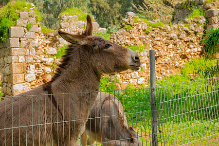 牙买加骡子金属栅栏后面的驴子草地铁丝网农场农村宠物哺乳动物公园动物场地眼睛背景