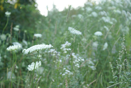 安妮蕾丝花女王系列蕾丝杂草野花草地柔软度植物群花朵植物荒野晴天背景图片