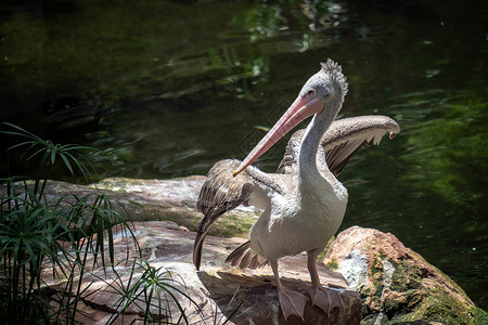 白斑计费动物群动物羽毛晴天大道灰色粉色动物园生物园高清图片