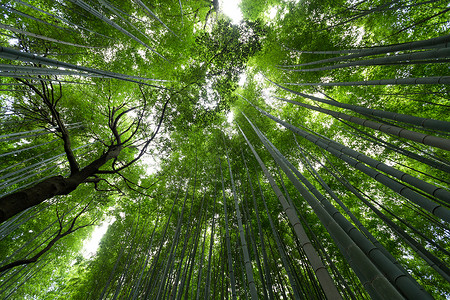 野竹幽幽中国京都高清图片