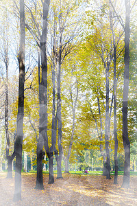 意大利蒙萨公园的秋色季节水平榆树绿色黄色树叶树木背景图片