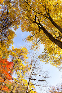 秋秋树红色黄色植物叶子橙子季节森林花园树叶背景图片