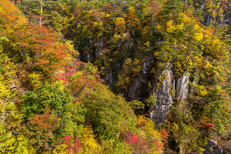 悬崖上的秋叶植物叶子季节公园鸣子丛林峡谷岩石森林高清图片