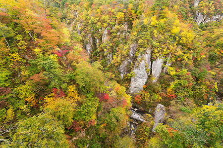 日本的中原峡谷风景公园森林农村岩石木头场景旅行红色植物背景图片