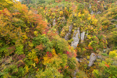 日本的中原峡谷木头岩石绿色叶子鸣子植物红色季节树叶黄色背景图片