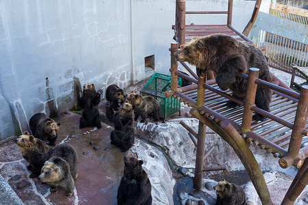 熊熊在动物园公园寻找食物背景图片