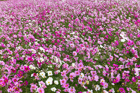 宇宙花朵农村植物场地黄色乡村花瓣旅行植物群紫色草地背景图片