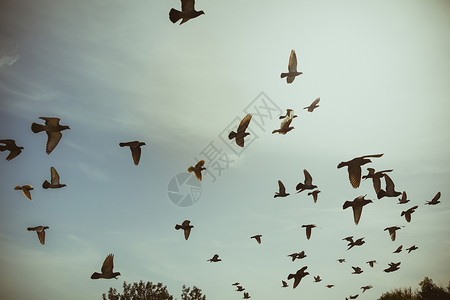 和平鸽子剪影天空中飞翔的鸽子剪影寓言生活航班蓝色团体运动自由动物群野生动物晴天背景