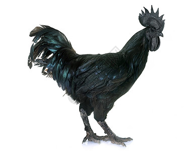 青柳树工作室家禽乡村农场动物黑色农业公鸡背景图片