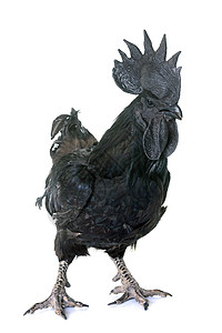青柳树家禽黑色动物农场农业公鸡乡村工作室背景图片