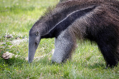 龙与熊素材巨型Anteater 三管鼻子野生动物绿色动物树干哺乳动物黑色晴天毛皮灰色背景