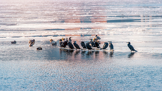汉波德企鹅汉河上的鸟和鸭子 在韩国首尔的冬天被冰覆盖背景