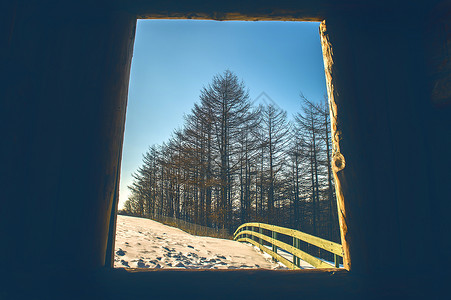 在阳光明媚的冬天看到窗外的松林高清图片