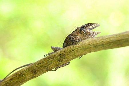 大蜥蜴岩石眼睛爬虫热带雨林蓝色脊椎动物森林叶子地面背景图片