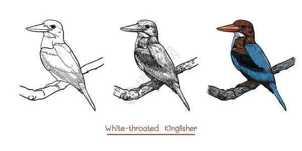 太平鸟白喉海鸟捕王鸟的图画悬在 twig上插画