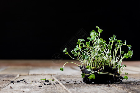 新鲜的豆芽水芹 黑土地 木桌子 花盆在t营养传统岩石生长食物小吃蔬菜草本植物花园种子背景图片