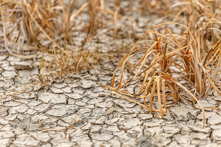 裂开的地球死亡沙漠干旱植物背景图片