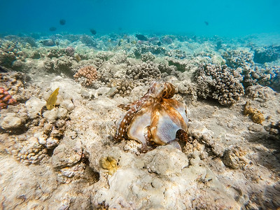 珊瑚头珊瑚礁上的章鱼野生动物潜水生活鱿鱼荒野热带蓝色珊瑚旅游触手背景