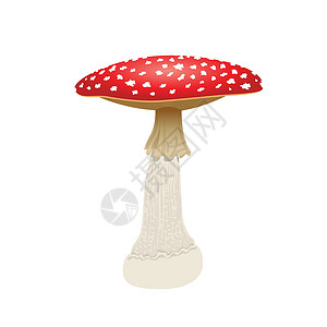 红色飞木耳蘑菇在白色背景上分离的飞木耳蘑菇 它制作图案矢量插画