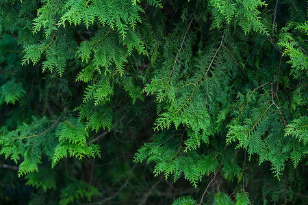 绿松树绿色植物学植物针叶树叶环境背景图片
