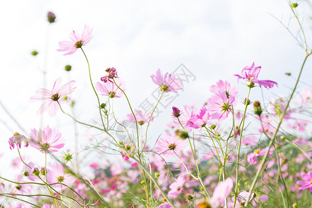 粉色菊花田背景图片
