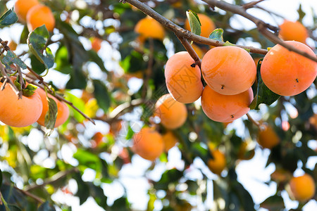 皮西蒙树太阳晴天季节植物美食农场李子叶子环境橙子高清图片