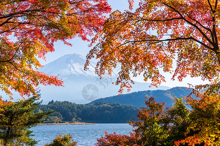 秋天来啦日本富士山 秋天从川口湖来的背景