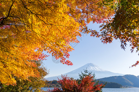 秋季富士山芦苇红假公吨红色杂草红树植物花园枫树火山背景图片