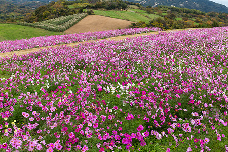 粉粉宇宙花田场地季节草地农场植物群植物程序紫色淡路花瓣背景图片