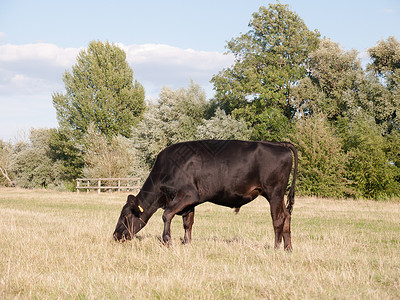 黑泽裕一头黑牛在田里单食 夏日在德泽背景