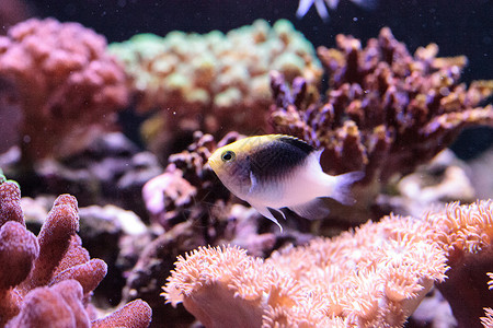 斐济黄领头女郎海洋闺女海鱼草蛉游泳热带鱼背景图片