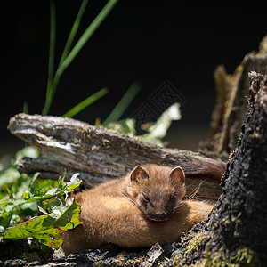 科瓦利斯棕色的鼬科动物高清图片