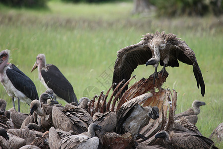掠食性鸟非洲鸟一夫一妻制的鸟类高清图片