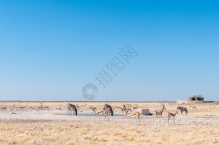 Oryx Burchells 斑马和水坑里的弹簧箱高清图片