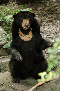 敦实马林太阳熊荒野植被黑熊远足山脉叶子黑色树木濒危哺乳动物背景