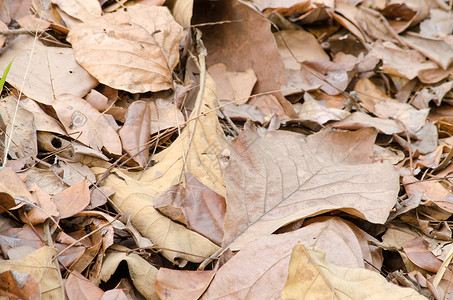 地上的棕叶有病热带叶子纹理生长植物绿叶植物群木头绿色环境背景图片