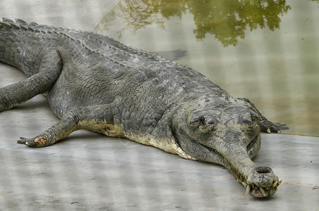 鳄鱼半水性 往往聚集在淡水中h沼泽牙齿力量荒野猎人热带爬虫危险食肉捕食者背景图片