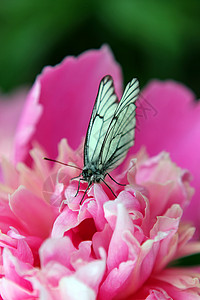 粉红小马花上的蝴蝶背景图片