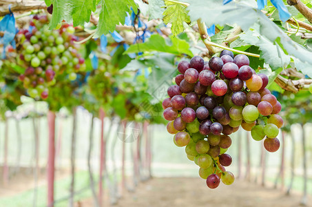 葡萄园葡萄干红色生长水果植物种植园葡萄架采摘食物绿叶背景图片