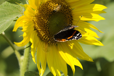 太阳蜜蜂蝴蝶花的黄色的高清图片