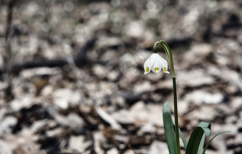 森林中春天的白花朵背景图片